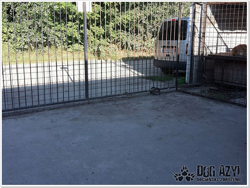 0002_Dog_Azyl_2.jpg