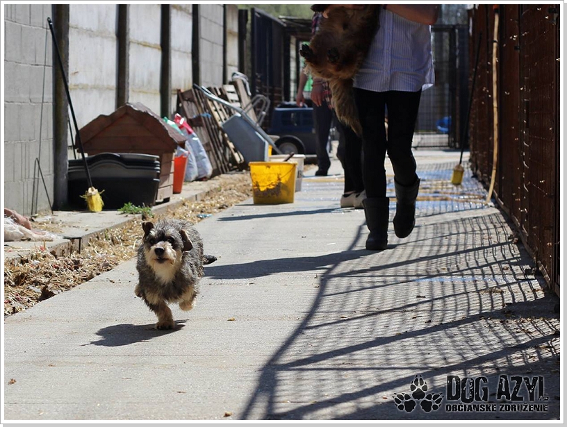 0005_Dog_Azyl_5.jpg