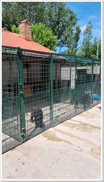 0008_Dog_Azyl_8.jpg