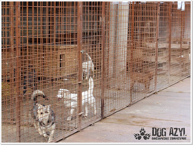 0009_Dog_Azyl_9.jpg