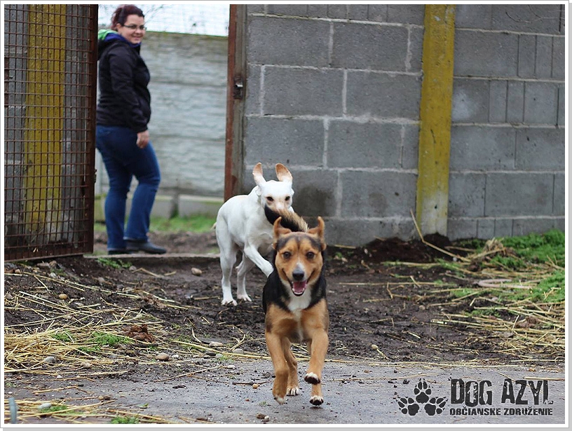 0014_Dog_Azyl_14.jpg