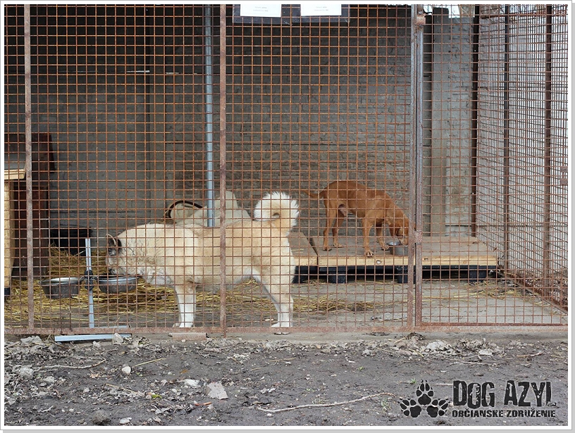 0015_Dog_Azyl_15.jpg