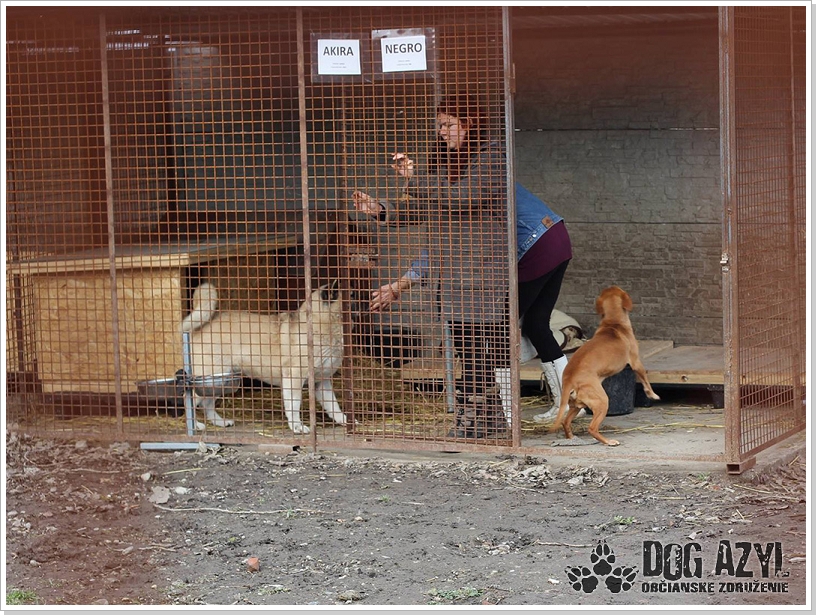 0016_Dog_Azyl_16.jpg