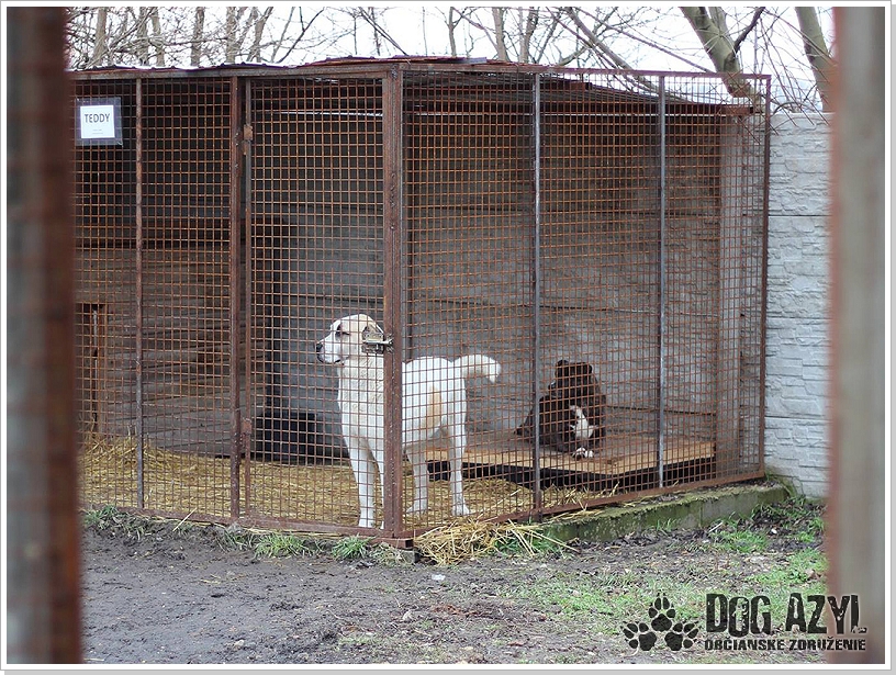 0017_Dog_Azyl_17.jpg