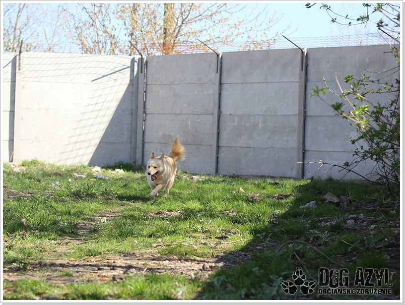 0018_Dog_Azyl_18.jpg