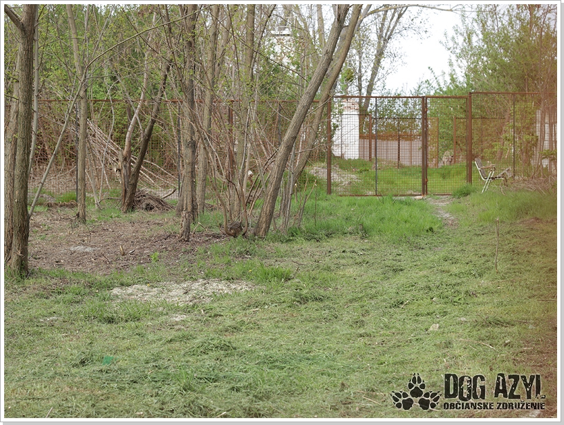 0021_Dog_Azyl_21.jpg
