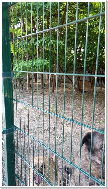 0022_Dog_Azyl_22.jpg