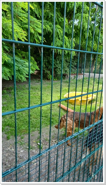 0023_Dog_Azyl_23.jpg