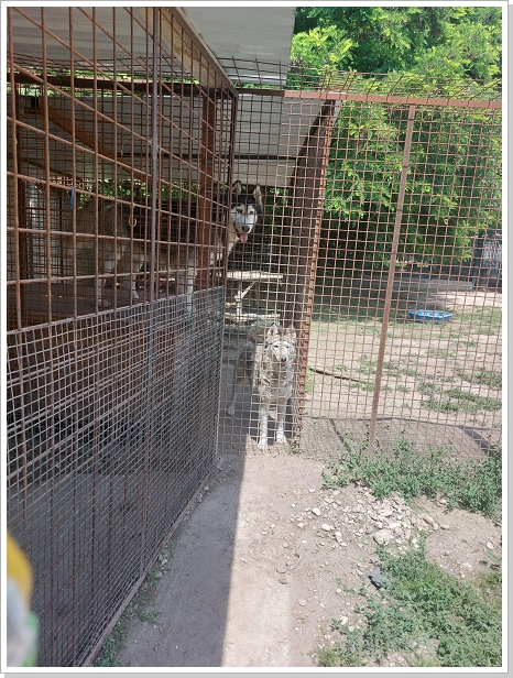 0025_Dog_Azyl_25.jpg