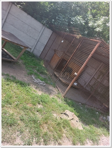 0026_Dog_Azyl_26.jpg