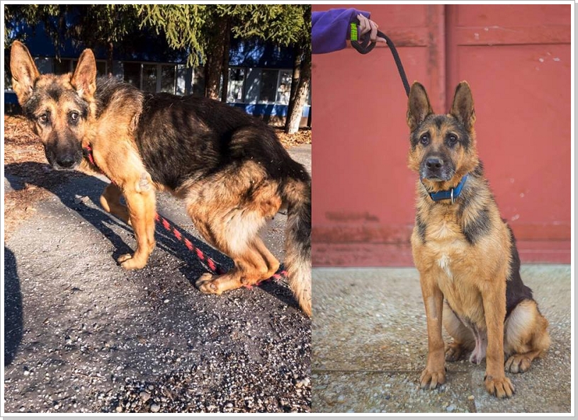 0022_Marmaduke.jpg
